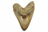 Fossil Megalodon Tooth - Killer Indonesian Meg #226235-1